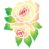 Rose with Alternating Colors