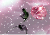 pink rose