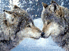 Wolves