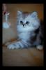 kitten