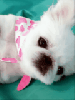 cuTe doGs:)