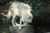 Lone Wolf