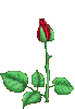 Red rose