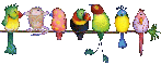 birds