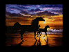 Horses Sunset! 
