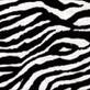 Zebra :D