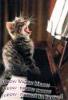 Kitten singing