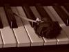rose on piano keys