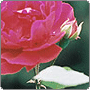 cutie avatar flower rose