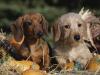 cute dachshunds