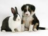 puppy and rabbit