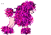 Shaggy Pink Poodle