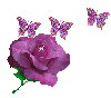 purple rose with butterflies