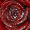 waxed red rose