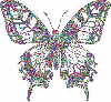 multy color butterfly