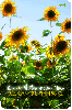 sun will shine on you beautiful sunflower