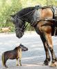 smallest horse in the world