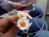 daisies and iphone