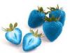Blue Strawberries