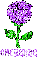 Cheyenne Purple Rose
