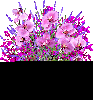animated flowers