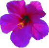 cayena violeta
