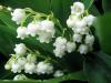 lily of valley