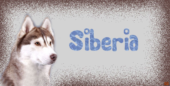 Siberian Husky Dog~ Siberia