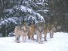 winter wolves