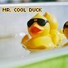Mr. Cool Duck