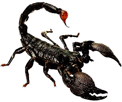 KinG OF ScOrPiOn'Z