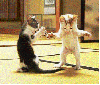 kitty cats dancing 