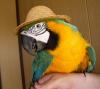 bird in hat