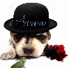 Puppy with Black Hat & Red Rose- Awww