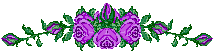 purple roses - div