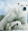 Bear Polar mother and baby bear polar