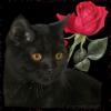 black cat/rose