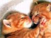 Kittens Kissing