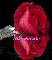 stephanie--red rose