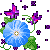 morning glory