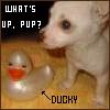 Random. what's up pup? + ducky