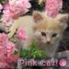 Pink cat!