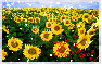 Field of Sunflowers (with sparkles)- Theresa