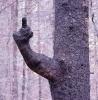 middle finger on a tree