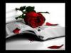 dying rose in a book
