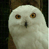 owl sharigan