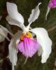 orchid flower