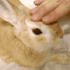petting bunny
