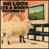 Sheep watching TV