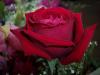 REd RoSEe